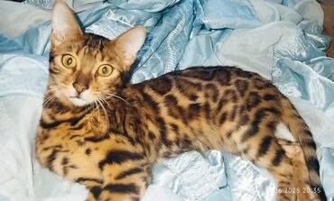 кролики декоративные купить: Бенгальская, 1 месяц, Девочка, С документами