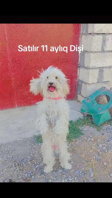 itler pitbul: Pudel, 11 ay, Dişi, Peyvəndli, Ödənişli çatdırılma