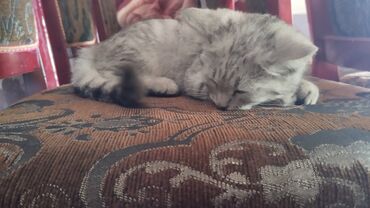 сиамская кошка цена бишкек: Сиамская, 7 месяцев, Девочка, Метис