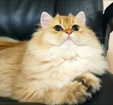 кошка вислоухий: Скотиш Страйт (Шотландская прямоухая), 3 года, Мальчик, Золотая шиншилла, Приучена к лотку, Проглистована, С документами — 2