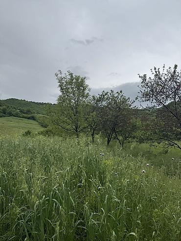 Torpaq sahələrinin satışı: Kənd təsərrüfatı — 6