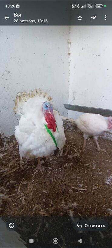 купить домашних курей: Жарыя, Жарыя, Жарыя! Жеген дагы арманда жебеген дагы арманда lalafo.kg да купить домашних курей: Жарыя, Жарыя, Жарыя! Жеген дагы арманда жебеген дагы арманда