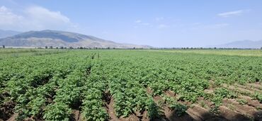 Картошка: Картошка Оптом — 10