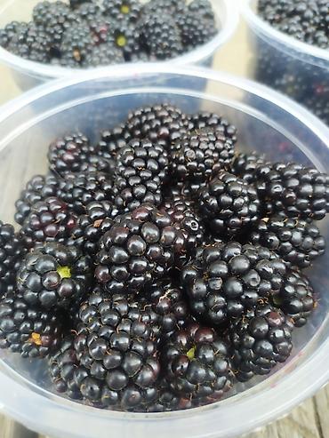 Ежевика: Продаются саженцы ежемалины. Сорт " Торнфри"(Tornfree), без шипов — 9