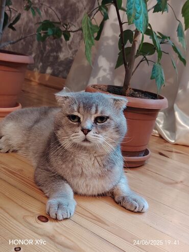 ağ pişik şəkilləri: Шотладская вислоухая, Самец, В добрые руки, Самовывоз