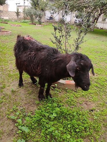 Рогатый скот: Salam. diwi. kecdii4 qarin dogub. hal hazrda. ola bilsin bagaz olsun — 6