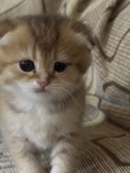 Pişiklər: Britan -da lalafo.az — 9 Pişiklər: Britan — 9