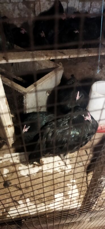 Toyuqlar: Toyuq, Damazlıq — 7