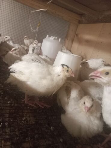 sort inəklər: Bildircin temiz texas sortudu 28 gulukdu 15 gune yumurtaya duwecekler