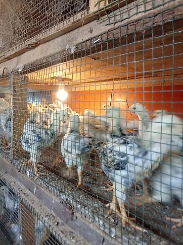 tovuz quşu balası: 1 ay 5 günlük. 3 manat. Sereblistdir. 200 ədəd. Şüvəlan — 4