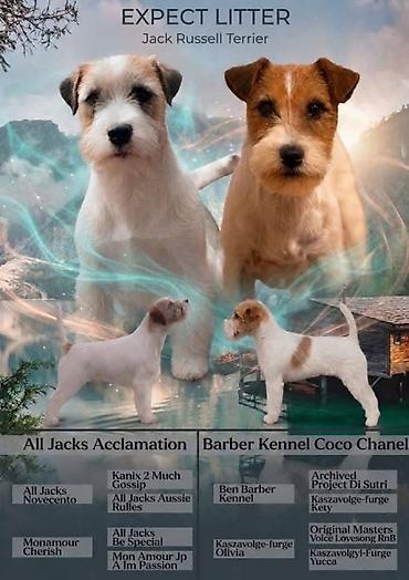 Psi: Oštrodlaki Džek Rasel terijer (Jack Russell Terrier) štenci — 14