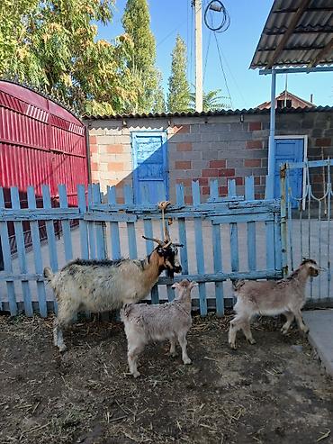 Продаю | Коза (самка) | Полукровка | Для разведения | Племенные at lalafo.kg Продаю | Коза (самка) | Полукровка | Для разведения | Племенные