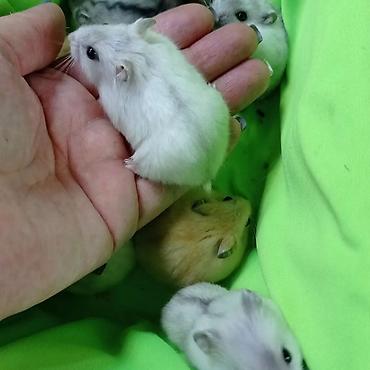 Хомяки: Продаются хомячки ручные. В нашем питомнике вы можете приобрести — 8