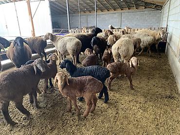 Баран, овца: Продаю | Овца (самка) | Для разведения | Матка — 7