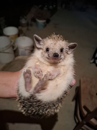 Gəmiricilər: Afrika cırtdan kirpisi (hedgehog) - Növ: Afrika cırtdanı (pet kimi — 3