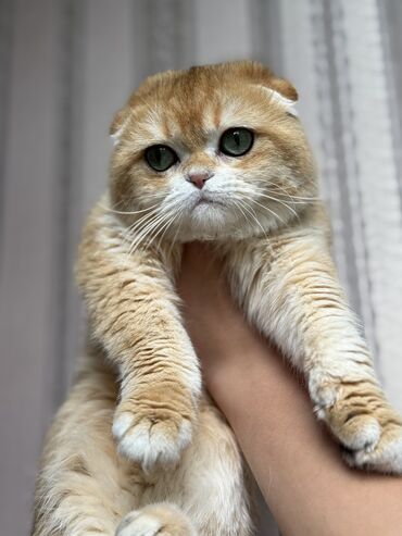 Продажа кошек: Скотиш Фолд (Шотландская вислоухая), 1 год, Девочка, Золотая шиншилла, С документами, С прививками, Приучена к лотку
