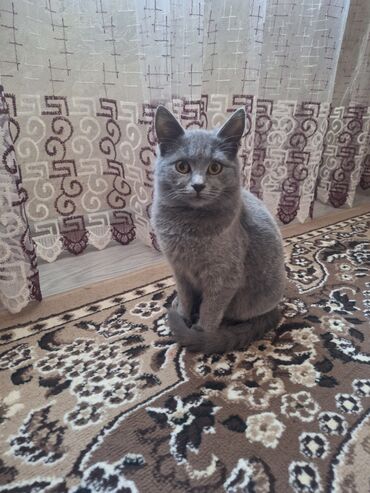 отдам хаски в добрые руки: Самка, В добрые руки, Самовывоз