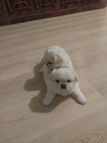 micro poodle: Pekines erkəyi 38 günlük bir ədədi 300 m — 1