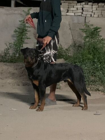 сколько стоит восточно европейская овчарка: Ротвейлер, 11 айлык, Эркек, Эмделген
