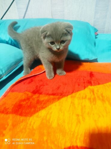 Pişiklər: Şotland, Erkək, Dişi, Yaxşı əllərə, Ünvandan götürmə — 7