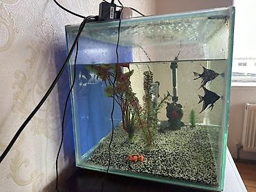akvarium azn: Akvaryum 100 lt filter bahalı isidici var içində hərşey var — 2