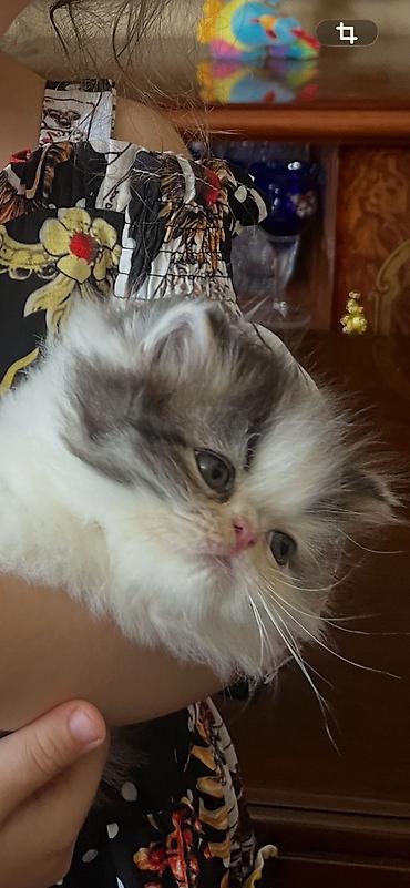 голден шиншилла: Шиншилла — 5