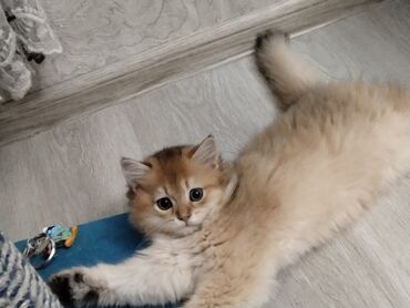 Pişiklər: Britan yastı qulaq, Erkək, Dişi, Yaxşı əllərə, Ünvandan götürmə, Pulsuz çatdırılma, Ödənişli çatdırılma — 133