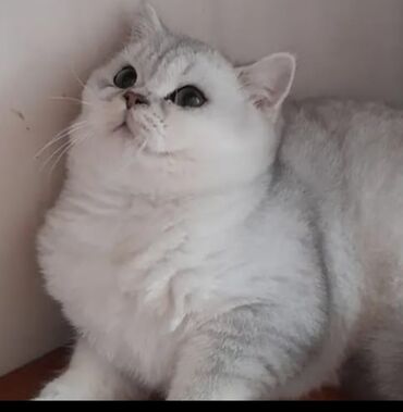 шиншилла котенок: Шиншилла, Самец