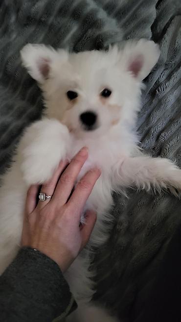 Psi: Na prodaju stenci maltezera,snezno bele boje,stari dva — 8