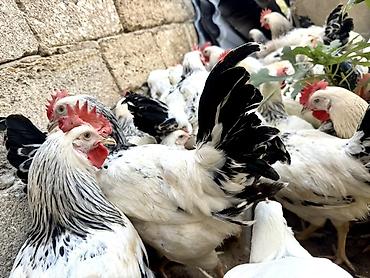 meşə toyuğu: 5 Ay Yarımlıq Xoruzlar. 30 Ədəd 5 Ay 10 Günlük Fərələr. Fərələr — 1