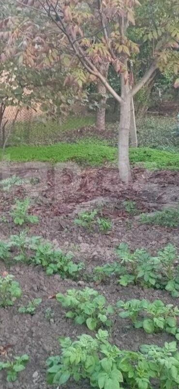 тап аз недвижимость: 20 sot, Tikinti, Makler, Kupça (Çıxarış)