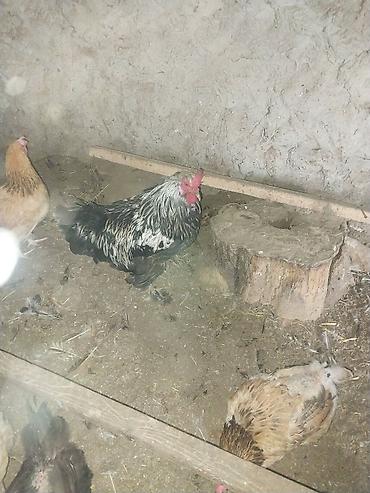 çöl xoruzu: Satılır: xoruz.Buzovnada. - Rəng: qara-ağ qarışıq (gümüşü boyun — 1