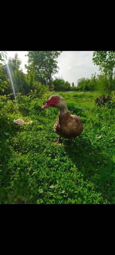 Птицы: Срочно продаю индоуток (около 60 штук). Молодые и здоровые самки и