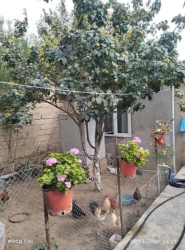 Həyət evləri və villaların satışı: 6 otaqlı, 6 kv. m, Orta təmir — 8