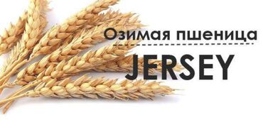 готовые проекты домов в кыргызстане: Семена пшеницы обработаны и готовы к посеву.Сорт Jersey озимая