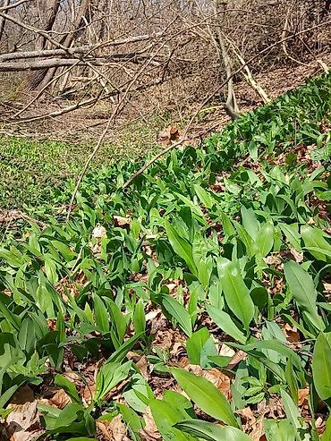 case za vermut: Planinski sremuš🌱 Sremuš-bomba zdravlja Nova tura berbe 3 vezice 100 — 1