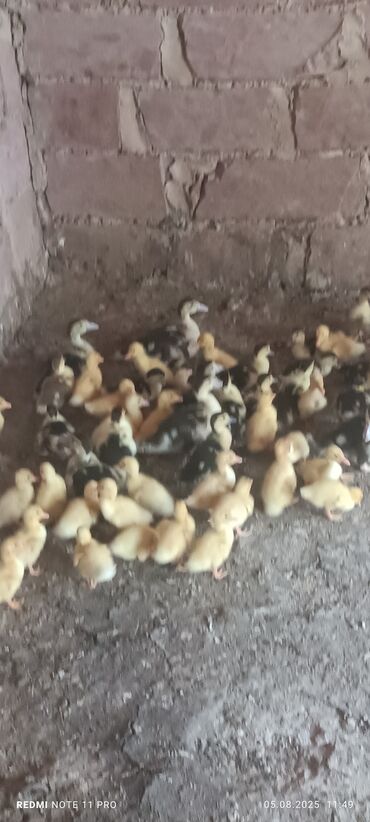 şinşila pişik satılır: Самка, Для разведения, Самовывоз
