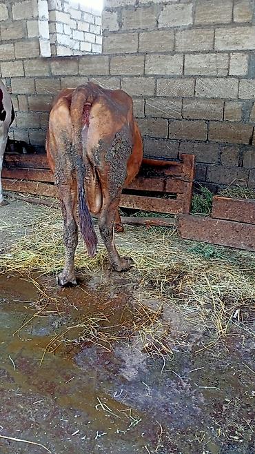 бу ковры: İney Simental Bugadan Öyre gedib Dekabrın 9 na dogmalidir . 8 lt süt — 3