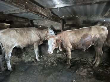 K/t heyvanları və malları: 3 Də satlır 100 120 kq Malardı