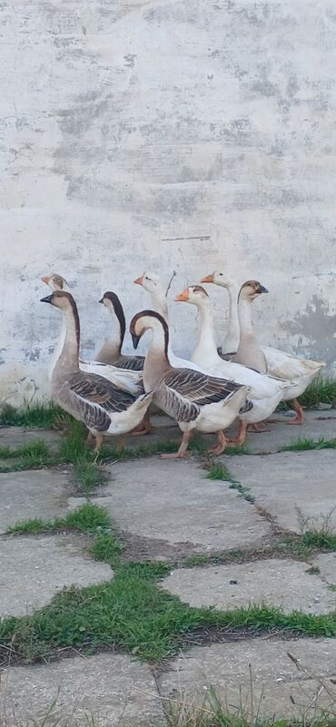 животные в добрые руки: Самец, | Linda, Для разведения, Платная доставка at lalafo.az животные в добрые руки: Самец, | Linda, Для разведения, Платная доставка