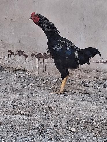 barter xoruz: Aseel tipli döyüş xoruzu - Cins: Aseel (uzun boylu, əzələli quruluş — 1