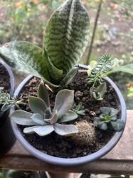 Xalçalar: Xalça -da lalafo.az — 37 Xalçalar: Xalça — 37