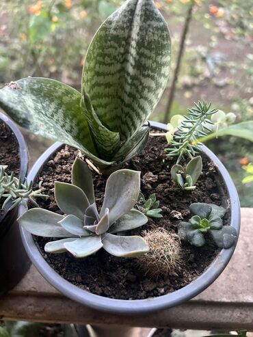 Otaq bitkiləri: Her nov guler var endirimnen verecem Gencedi istiyen yazsin satiş -da lalafo.az — 27 Otaq bitkiləri: Her nov guler var endirimnen verecem Gencedi istiyen yazsin satiş — 27