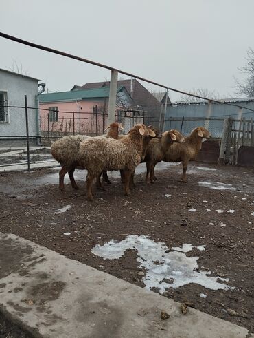 романовские овцы: Продаю | Овца (самка) | Гиссарская, Арашан | Для разведения | Котные, Матка