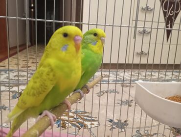 Tutuquşları: Çex tutuquşu balaları satılır 2 aylıqdırlar 3-ü birlikdə 56 manat — 8