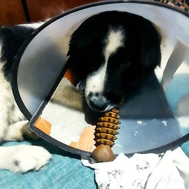 Отдам даром собаку: Собака даром: 5 месяцев, Самец, С прививкой — 12