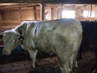 черный питбуль цена: Продаю | Бык (самец) | Бельгийская | На откорм, На забой, Для разведения | Привязанные