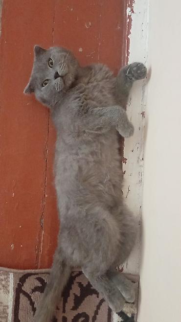 şotland pişiki: Şotland yastı qulaq, Erkək, Ünvandan götürmə — 2