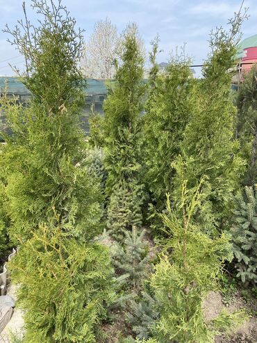 Декоративные деревья: Саженцы деревьев: Сосны, Самовывоз, Платная доставка at lalafo.kg — 5 Декоративные деревья: Саженцы деревьев: Сосны, Самовывоз, Платная доставка — 5