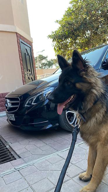 belçika çoban iti: Alman çoban iti, 1 il, Erkək, Peyvəndli, Ünvandan götürmə — 3